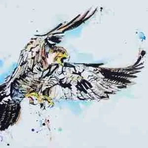 Peregrine a painting by Liz Chaderton