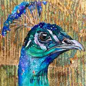 Golden peacock